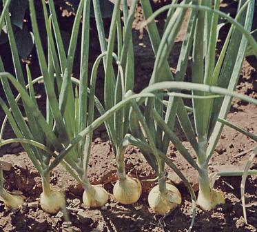 Onion plants, click for full size image. Taken from: http://www.britannica.com